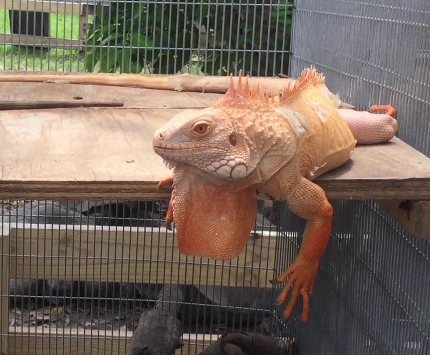 Adult Male Albino with Het Females Albinos_Moment - Copy.jpg